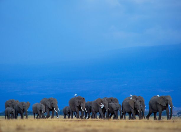 Du Toit says his favorite animals to photograph are lions and elephants. Here, elephants and egrets cross the savannah at the base of Mount Kilimanjaro in Kenya.