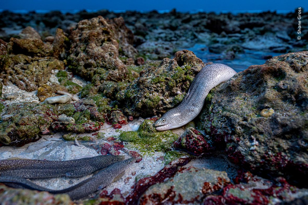 Shane Gross won the Animals in their Environment category with this photograph of a peppered moray eel hunting on the shoreline in the Seychelles.