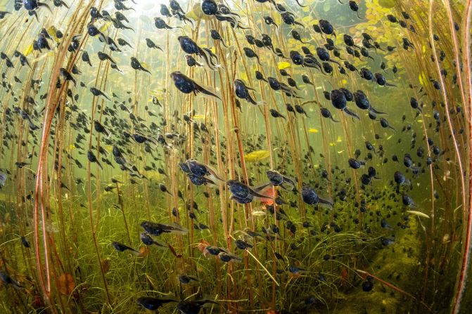 The overall winning image by Shane Gross shows western toad (Anaxyrus boreas) tadpoles in a lake in Vancouver Island, Canada.