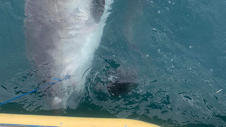 A Tiger shark not long after it regurgitated an echidna off the coast of Orpheus<br />Island in May 2022.