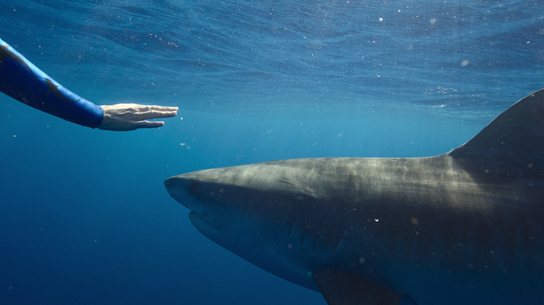 Shark_Whisperer_00_06_03_20.png