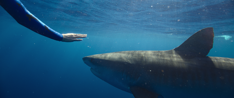 Netflix Plans Global Release of Shark Whisperer Documentary