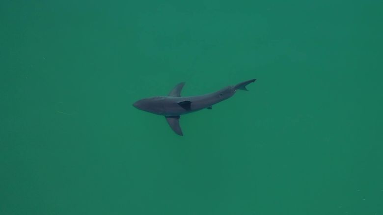 sharks00089[31].jpg