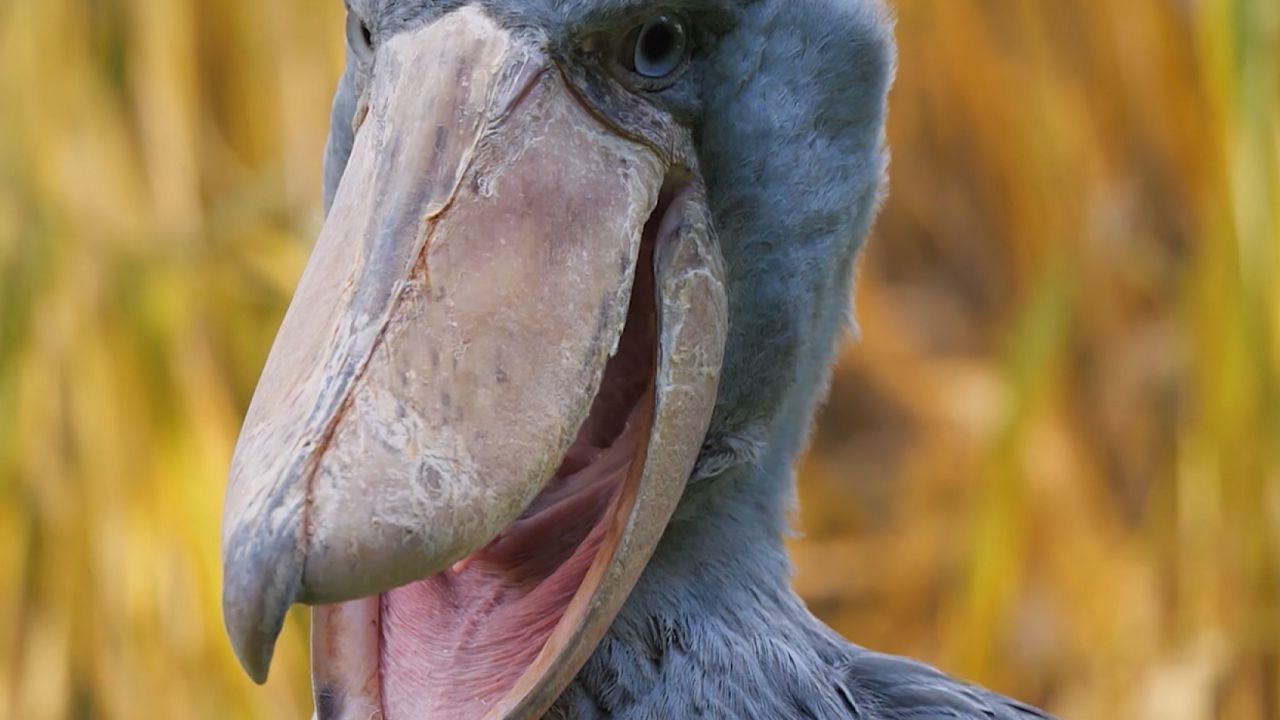 Shoebill stork
