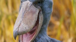 Shoebill stork