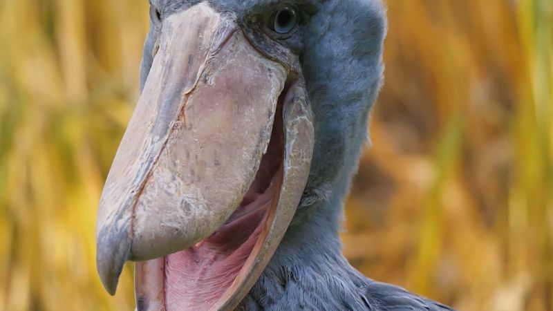 One of the world’s strangest birds is being raised by puppets