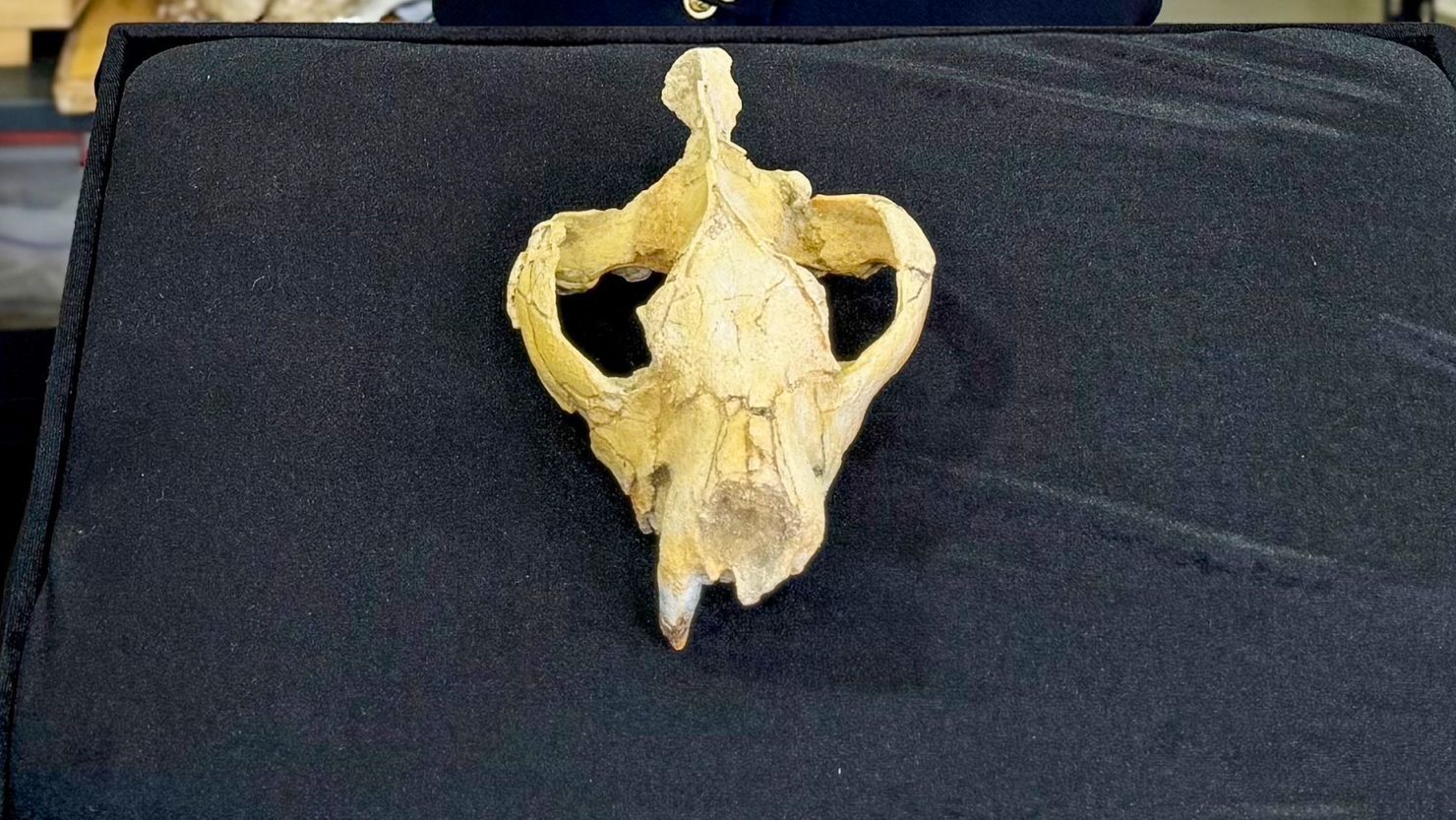 A 30 million-year-old nearly complete skull fossil found in Egypt has revealed a new species of hyaenodonta, an ancient apex carnivore.
