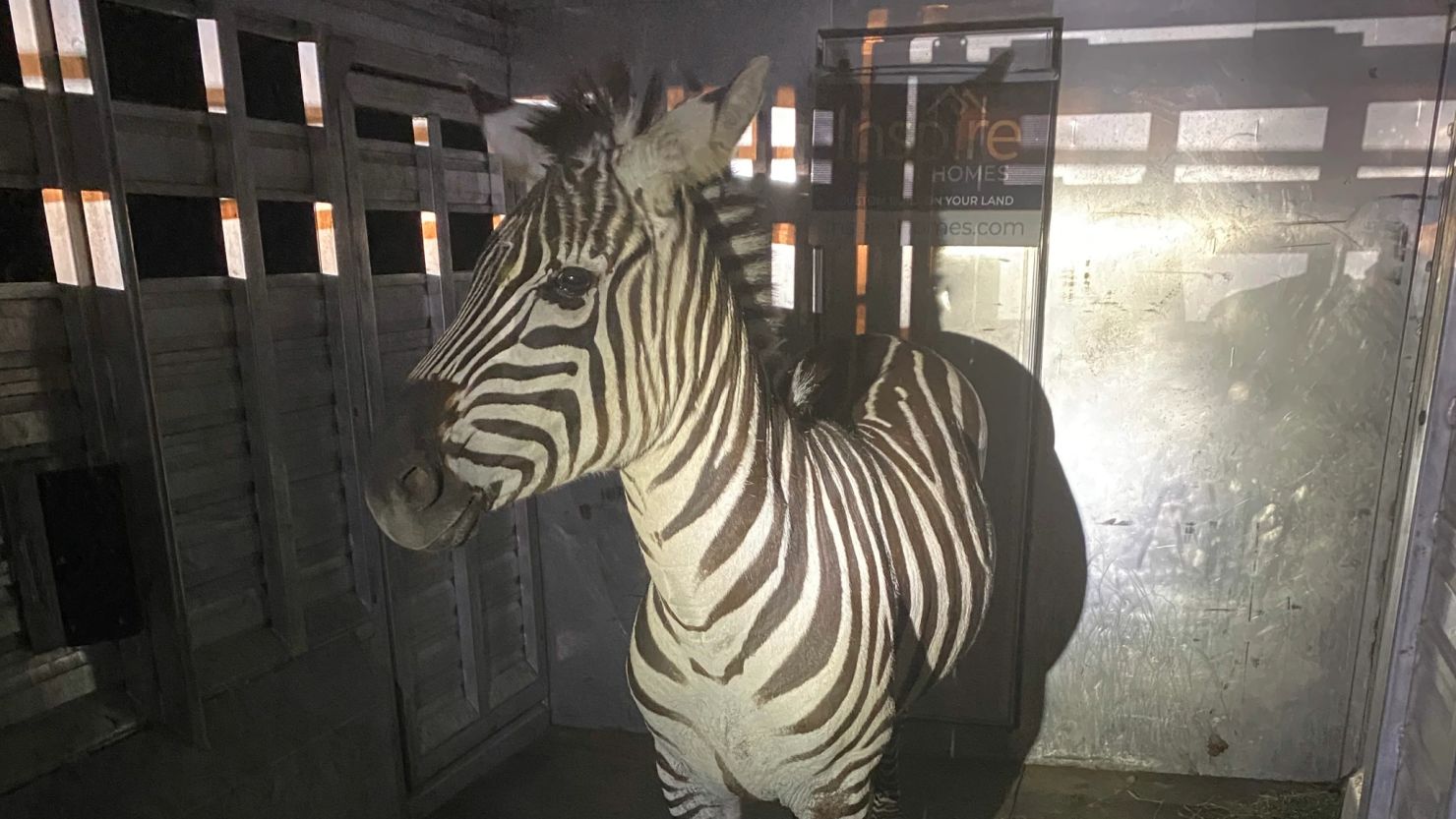 Shug the zebra appears to be in good health after almost six days on the loose, according to local animal services.