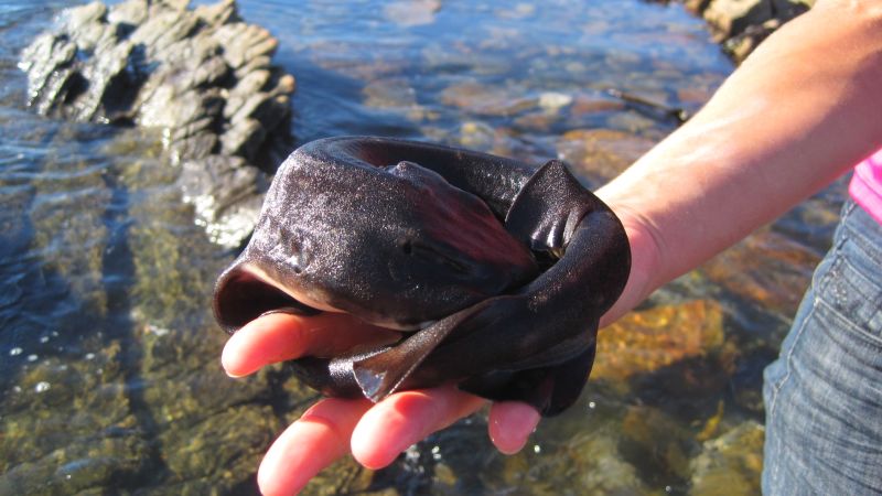 Fin Spotter: These ‘shy’ little sharks are under threat, so researchers are using AI to track them