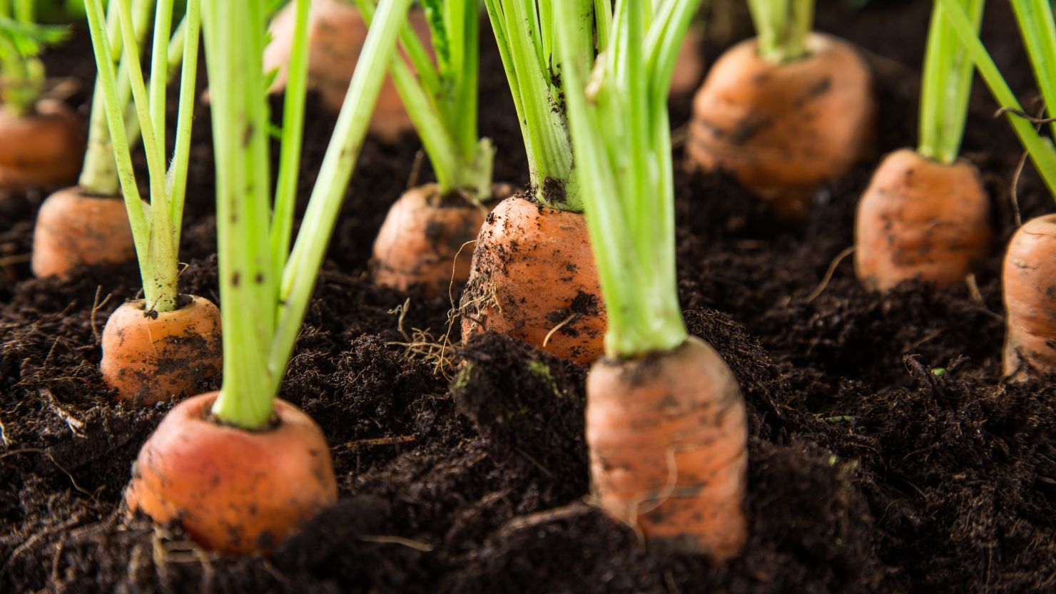 Even if you've never planted a vegetable garden before, follow our HGTV garden experts' tips and you'll be planting a bumper crop of tomatoes, peppers and lettuce before you know it.