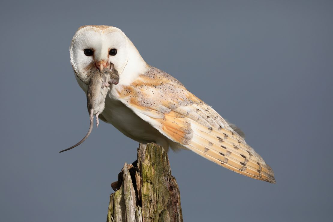 A barn owl captures a mouse. Barn owls live in open habitats across most of the lower 48 United States. Nest boxes have helped populations recover in areas where natural nest sites were scarce, according to the Cornell Lab of Ornithology.