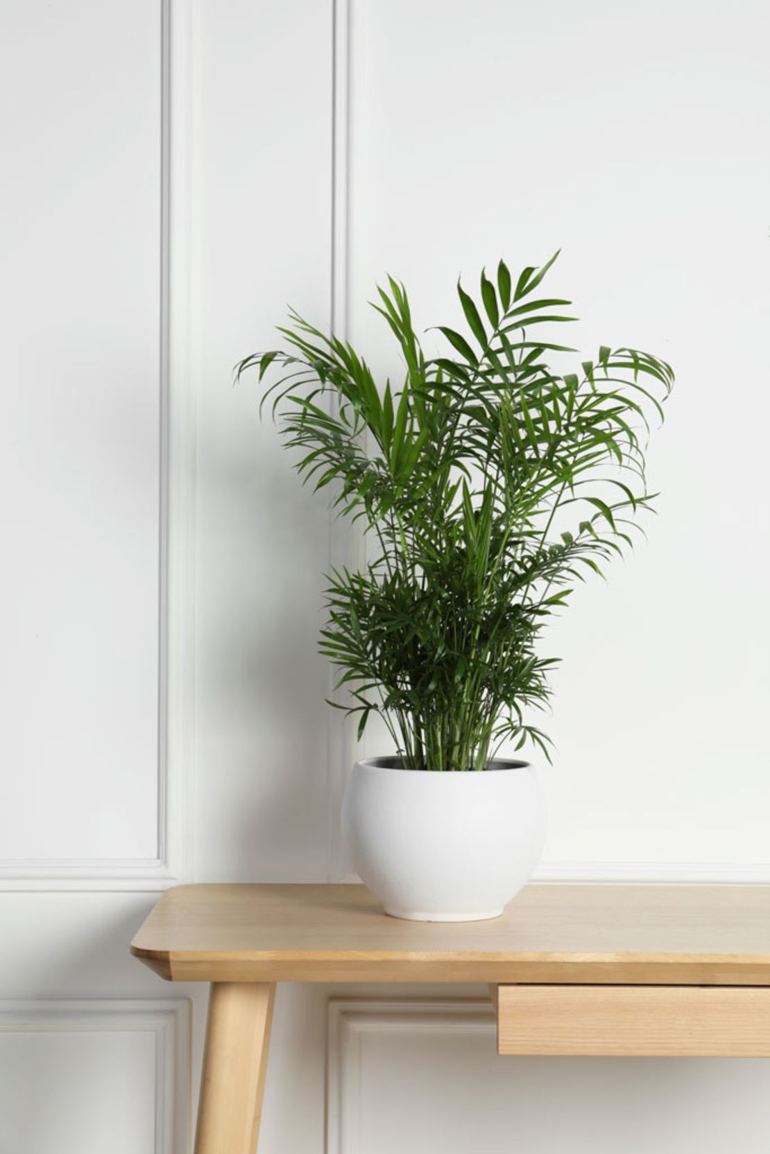 For a tough-as-nails palm, try growing bamboo palm <em>(Chamaedorea seifrizii)</em>. It can reach 3 to 8 feet indoors.