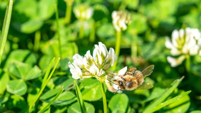 Clover provides food for pollinators such as bees and is one of the reasons for the renewed interest in mixing clover with turf grass in lawns.