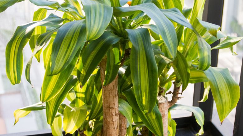If you’re fighting to keep your fiddle-leaf fig healthy and gorgeous, don’t give up. Find success with easy-growing houseplants that look fabulous.