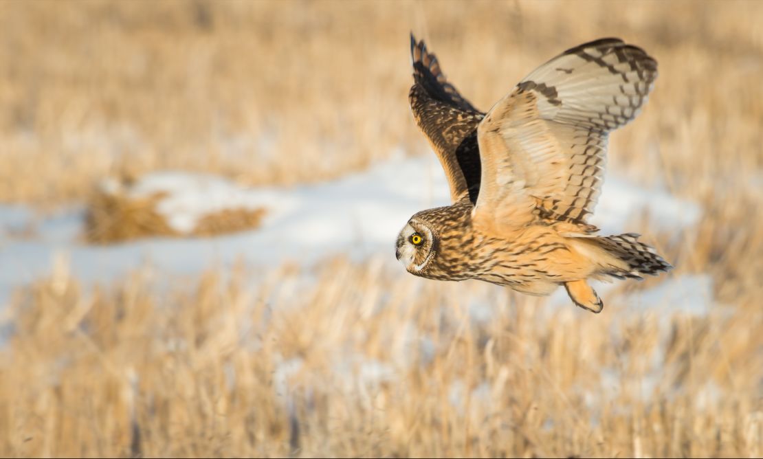A short-eared owl taking off.