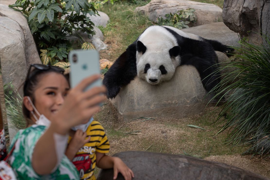 A visitor snaps a selfie with one of the pandas at Ocean Park in Hong Kong.