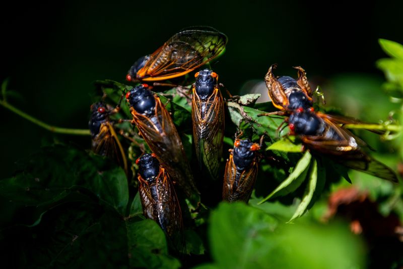 Mandatory Credit: Photo by SHAWN THEW/EPA-EFE/Shutterstock (11989961f)
A group of adult Brood X periodical cicadas after shedding their exoskeletons in Alexandria, Virginia, USA, 01 June 2021. After molting, the cicada's body hardens and darkens, then the 17-year-old bug looks for a mate. Trillions of Brood X cicadas are emerging in the Mid-Atlantic region of the US.
Brood X cicada emergence in Alexandria, Virginia, USA - 01 Jun 2021
