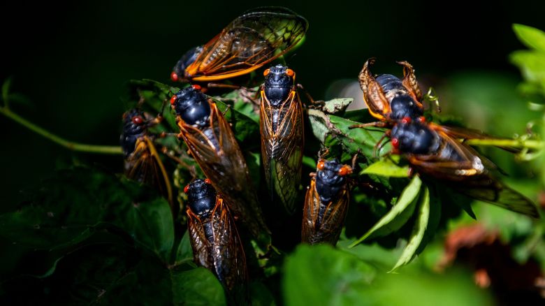 Mandatory Credit: Photo by SHAWN THEW/EPA-EFE/Shutterstock (11989961f)
A group of adult Brood X periodical cicadas after shedding their exoskeletons in Alexandria, Virginia, USA, 01 June 2021. After molting, the cicada's body hardens and darkens, then the 17-year-old bug looks for a mate. Trillions of Brood X cicadas are emerging in the Mid-Atlantic region of the US.
Brood X cicada emergence in Alexandria, Virginia, USA - 01 Jun 2021