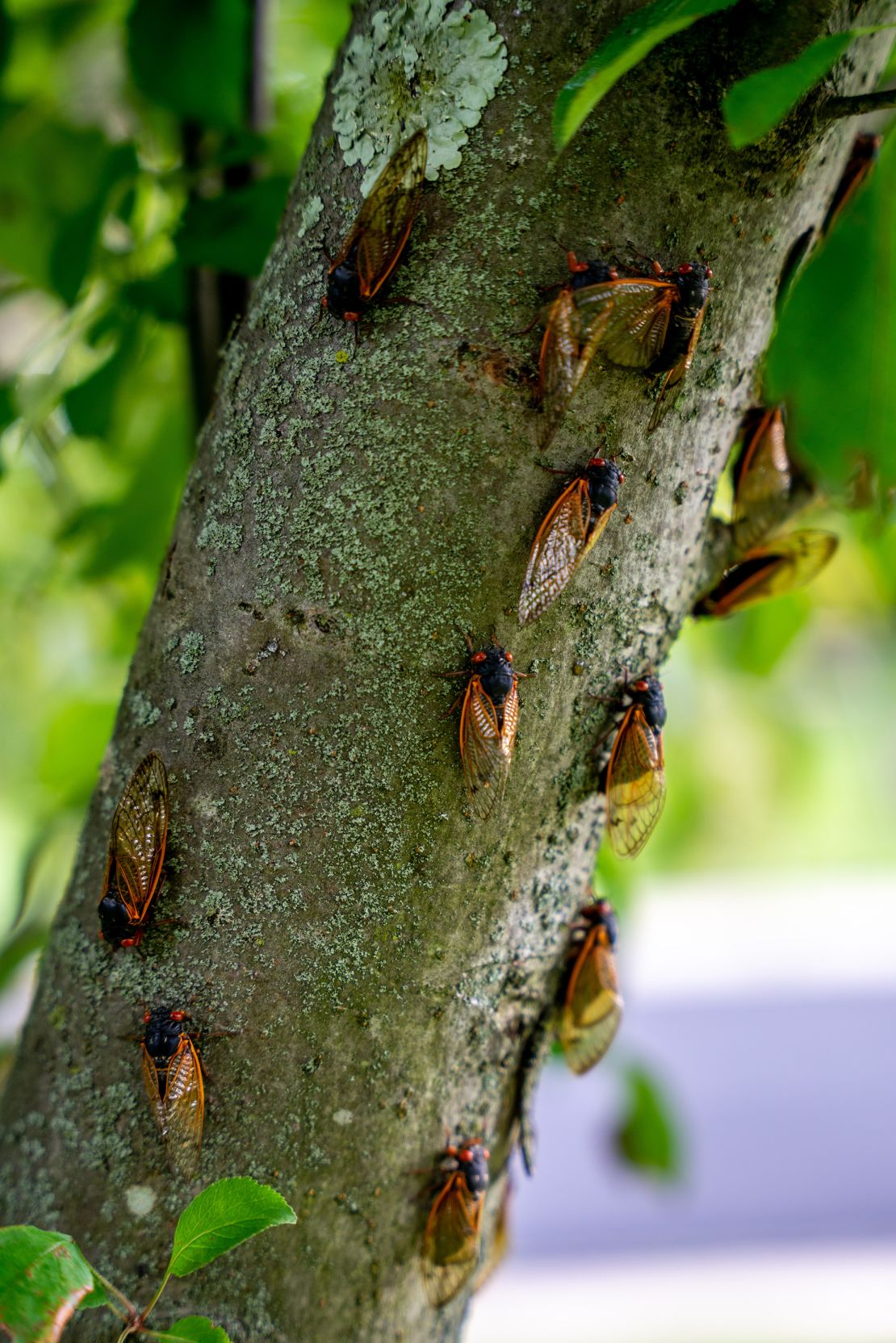 Cicadas don't bite or sting.
