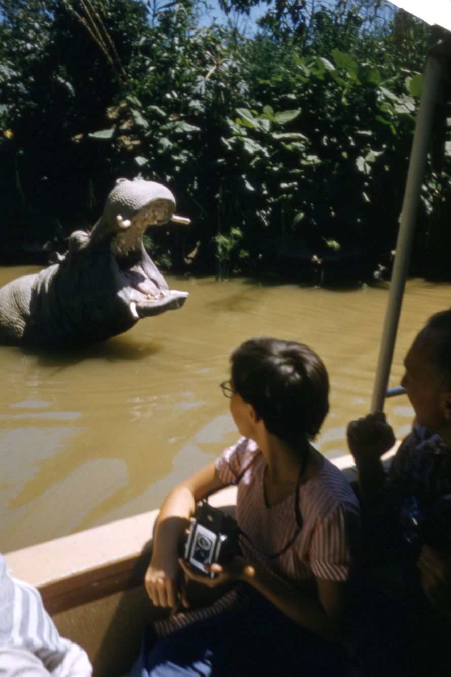 An animatronic hippo greets guests riding on the park's Jungle Cruise.