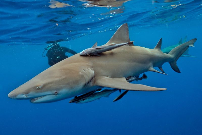 Megalodon: The largest shark that ever lived just got larger
