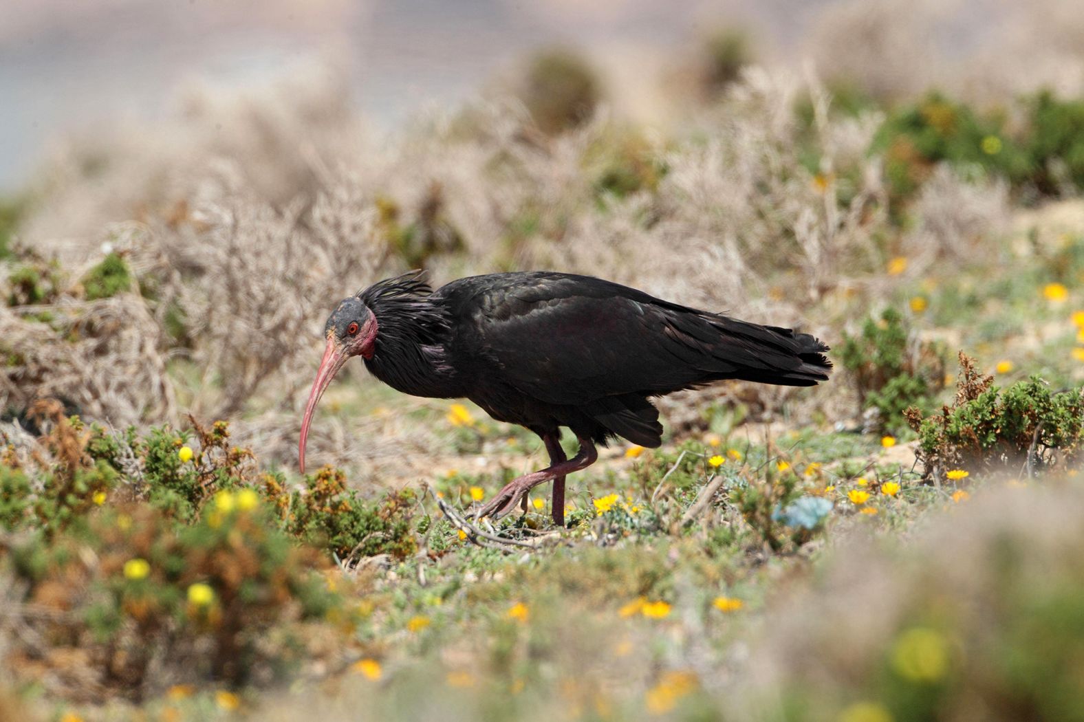 Morocco is home to the largest remaining wild population of the northern bald ibis, thanks in part to extensive conservation efforts. The creation of the Souss-Massa national park on the west coast of Morocco in 1991 helped to protect <a href="index.php?page=&url=https%3A%2F%2Fdatazone.birdlife.org%2Fspecies%2Ffactsheet%2Fnorthern-bald-ibis-geronticus-eremita%2Ftext" target="_blank">nesting and feeding areas</a>. In 1994 a research program was set up to monitor the endangered species. According to <a href="index.php?page=&url=https%3A%2F%2Fwww.iucnredlist.org%2Fspecies%2F22697488%2F130895601%23assessment-information" target="_blank">the IUCN</a>, the Moroccan population, which doesn’t seasonally migrate, is now stable. In this picture, an ibis forages in Agadir, Morocco.
