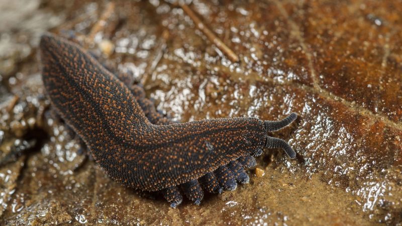 Velvet worm: New Zealand’s bug of the year is an ancient worm that spits poison goo