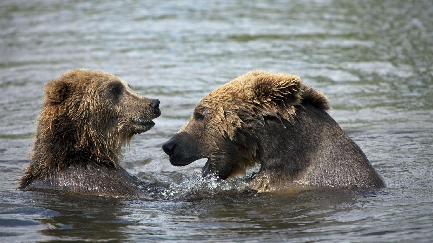 Brown bears are native to Sweden.
