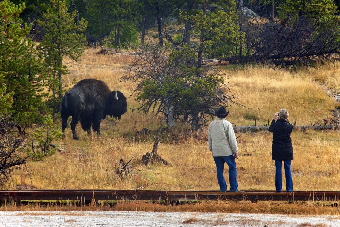 Tourists observe bison from a boardwalk at Yellowstone National Park. Visitors to the park need to remember to give bison and other wildlife a respectful distance and not approach the animals.