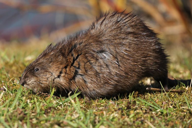 A muskrat is pictured on a lakeshore in Allgaeu, Germany.