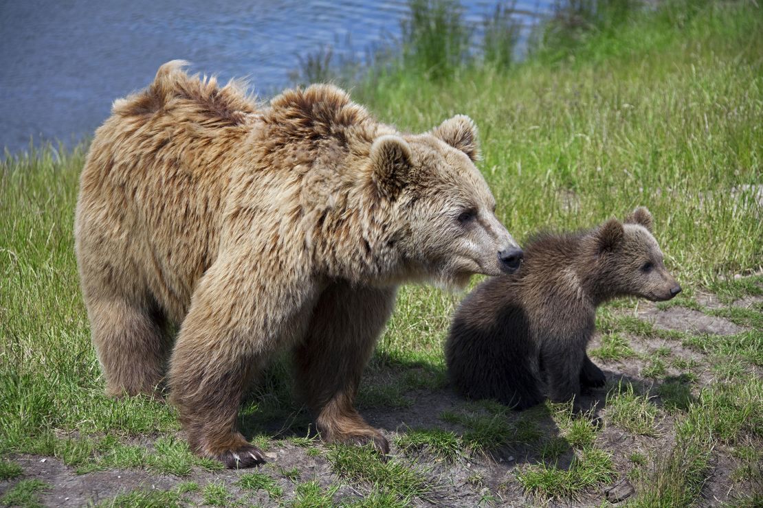 Brown bears with cubs cannot be hunted.