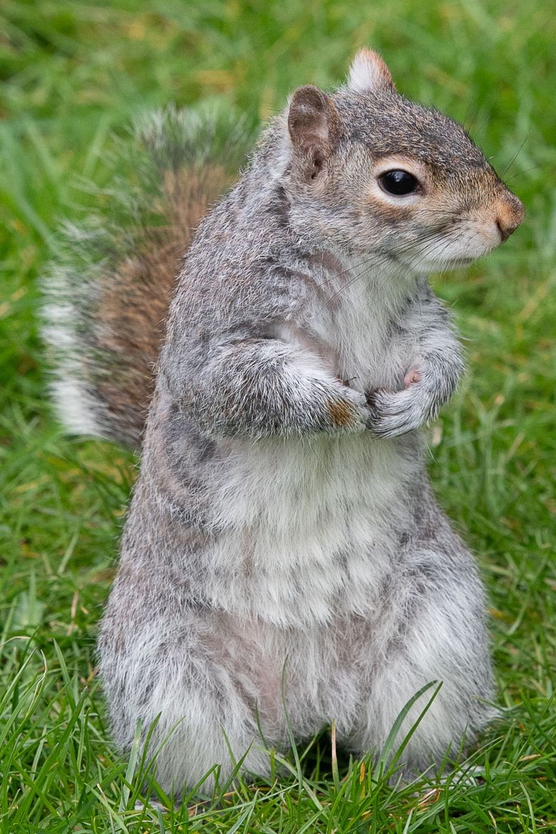 A fluffy grey squirrel stops in a park in the town of Maidenhead, in England's Berkshire County.