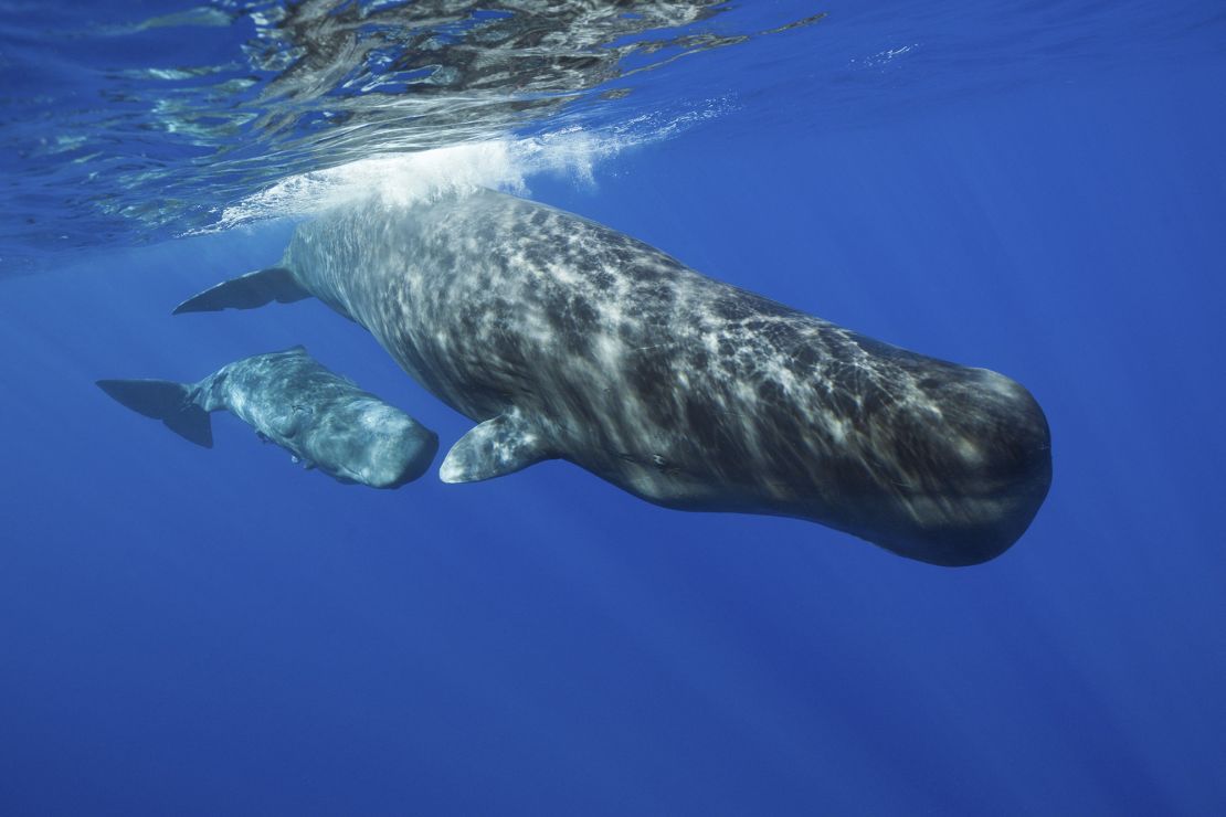 Machine learning is helping scientists decode click sequences made by sperm whales.