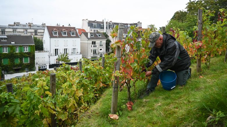 Mandatory Credit: Photo by Stevens Tomas/ABACA/Shutterstock (14752348k)
A winegrower cutting grapes at Clos Montmartre vineyards on October 2, 2024, for the 91st edition of the Montmartre Grape Harvest Festival. The Montmartre vineyard is the oldest in Paris, with 2,000 vines. Some years, Montmartre's vines can produce 1,300 kilos of grapes. These grape harvests give rise to a great popular festival.
Clos Montmartre Grape Harvest - Paris, France - 02 Oct 2024