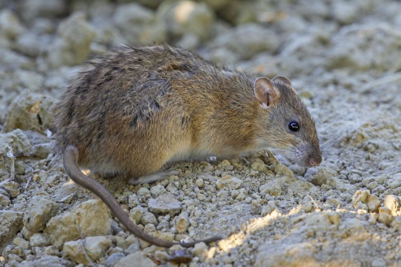 Brown rats are commonly found across the globe.