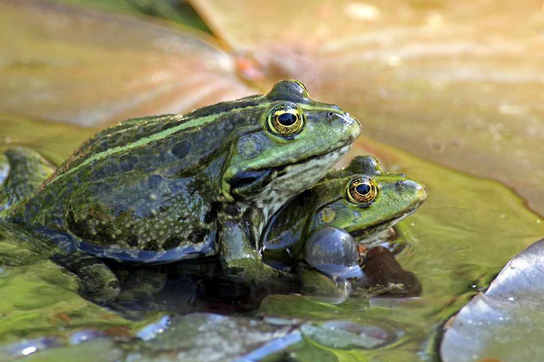 Two adult male edible frogs (Pelophylax kl. esculentus) in mating trial on water lily leaves in Luisenpark, Germany.