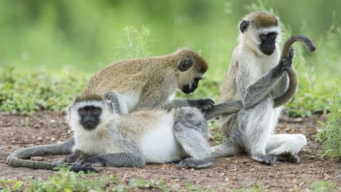 Vervet monkey (Chlorocebus) participate in mutual grooming, Lake Mburo National Park, Uganda