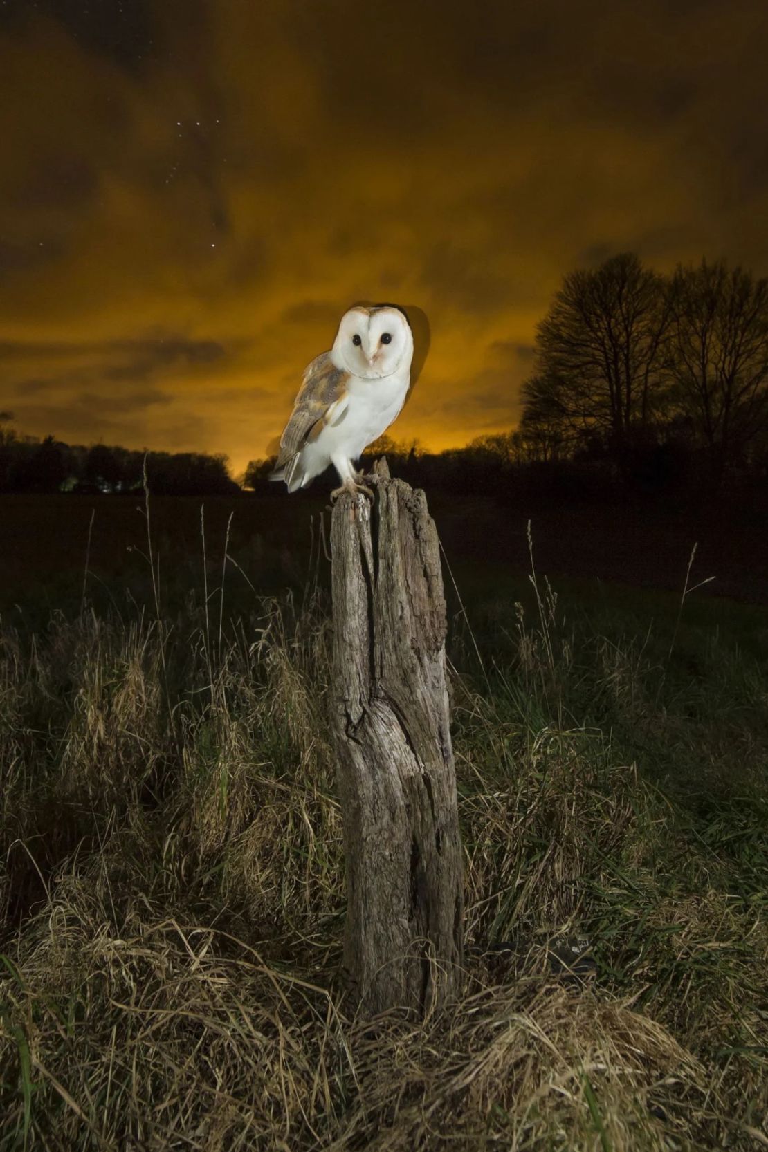 Un búho posado de noche bajo un cielo estrellado en Suffolk, Reino Unido.