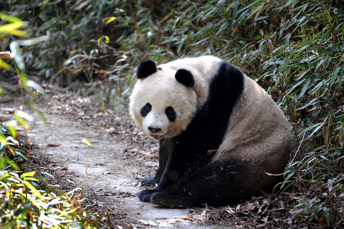 A wild giant panda in China's Qinling Mountains stares at the camera in March 2016.