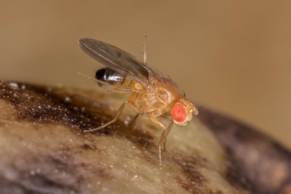 A male fruit fly, Drosophila melanogaster, is shown on rotting bananas.