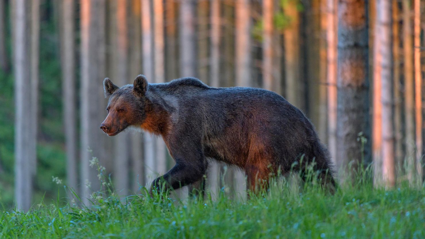 A brown bear pictured in a forest in Slovakia.