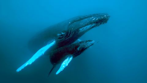 Mandatory Credit: Photo by Norbert Probst/imageBROKER/Shutterstock (9544920a)
Humpback whale (Megaptera novaeangliae), dam with calf, Pacific Ocean, Rurutu, French Polynesia
VARIOUS