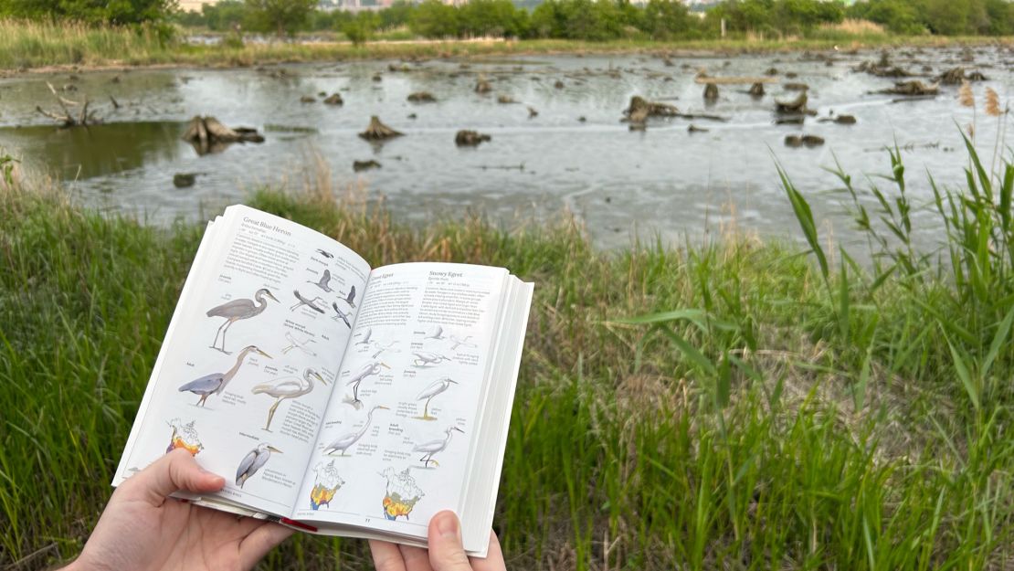 Detailed illustrations and descriptions in my Sibley Birds East helped me determine I just saw a Snowy Egret.