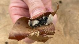 Una imagen suministrada muestra una muestra del escombro de forma esférica no identificado encontrado en la orilla en nueve playas del norte de Sydney, Nueva Gales del Sur, el 14 de enero de 2025.