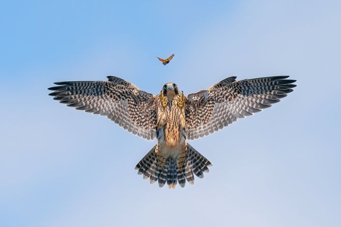 A photo of a peregrine falcon practicing his hunting skills on a butterfly won the silver award in the bird behavior category of this year’s Bird Photographer of the Year. Taken in California, photographer Jack Zhi said that although he had been photographing peregrines for years, he had never seen them play with butterflies.