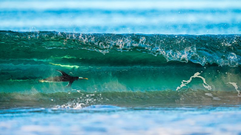 This photograph captures Gentoo penguins surfing in the waves after coming back from a hunting dive off the shore of the Falkland Islands. Taken by Levi Fitze, the picture won the silver award in the birds in the environment category.