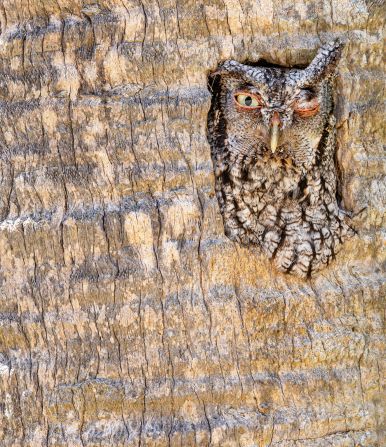 During his commute to work in Florida, Robert Gloeckner noticed a dead palm tree with holes in it. When he checked again later that day, he spotted an Eastern screech-owl peeking out, winking at him. His picture was recognized in the comedy bird photo category.