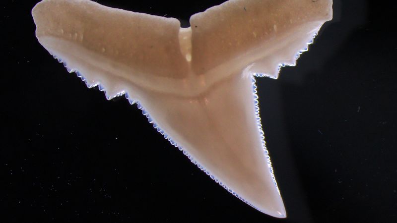 The ocean is getting more acidic, and it could affect sharks’ teeth | CNN