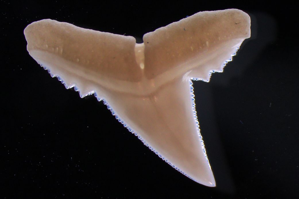 A close-up of a blacktip reef shark tooth that was used in the research.