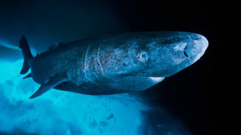 Greenland Shark undersurface detail, Somniosus microcephalus, Lancaster Sound, Arctic Ocean, Nunavut, Canada 
Date: 20/10/2005  
Ref: ZB792_109224_0034 
COMPULSORY CREDIT: Oceans Image/Photoshot